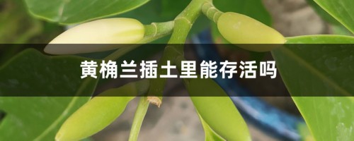 黄桷兰插土里能存活吗