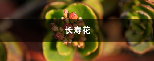 长寿浇点青菜水，10天黄花变橙花，竟然越开越精致！