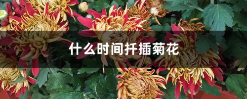 什么时间扦插菊花