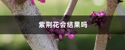 紫荆花会结果吗，紫荆花的介绍