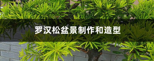 罗汉松盆景制作和造型